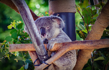 Koala