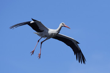 White stork (Ciconia ciconia)