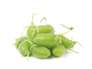 Green chickpea on a branch, and in the pod isolated on white background