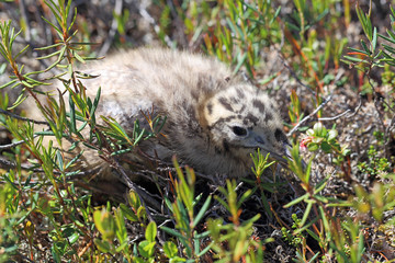 Larus heuglini. A baby gull spicy shore of the lake on the Yamal Peninsula