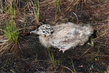 Larus heuglini. Gull chick hiding in the grass in the North of Siberia