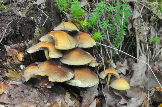 Group of beautiful mushrooms in the forest. Bush of mushrooms growing between leaves