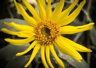 Macro shot of yellow flower