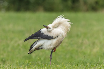 jungstorch