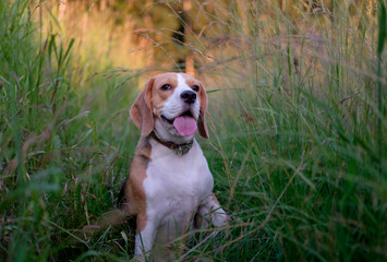 Beagle on a walk among the tall grass