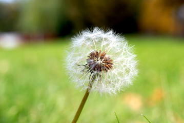 Anthodium of a dandelion.