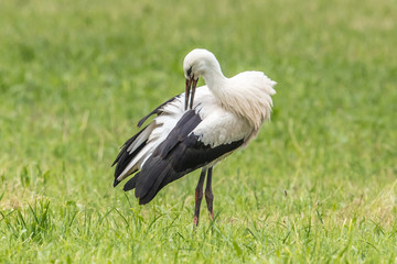 storch bei körperpflege