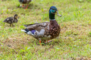 Male duck (Mallard) on green grass