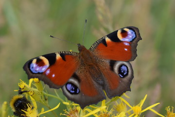 Inachis io