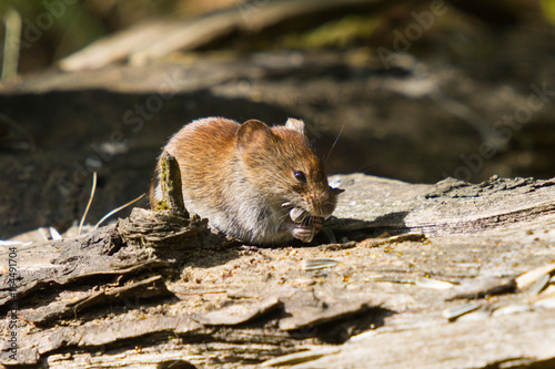 Rotelmaus Auf Nahrungsuche Im Wald Stock Photo And Royalty Free