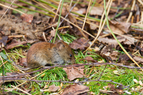 Rotelmaus Auf Nahrungsuche Im Wald Stock Photo And Royalty Free