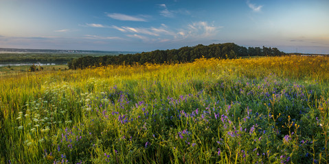 Fototapeta premium Meadow covered with wildflowers in the morning