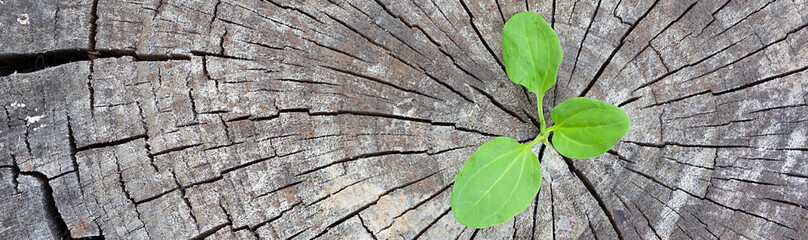 Ecology concept. Rising sprout plantain of old wood and symbolizes the struggle for a new life, border design panoramic banner.