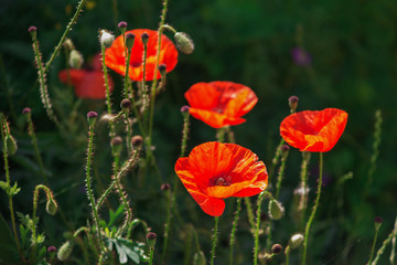 Fototapeta premium Red poppy