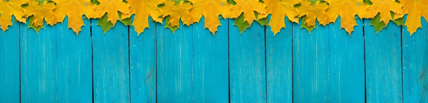 Autumn leaves on turquoise wooden background with empty space, border design panoramic banner 