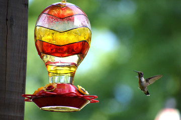 Obraz premium Hummingbird flying to feeder