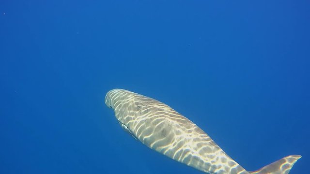 Dugon floats in blue water - Abu Dabbab, Marsa Alam, Red Sea, Egypt, Africa
