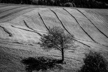 Fototapeta premium Champs du Vercors à Villard De Lans
