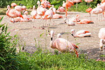 Group of flamingo's , Flamingo resting in the grass.
