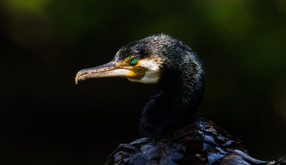 Kormoran Portrait 