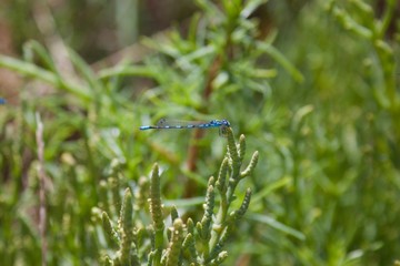 Dragonfly on Plant