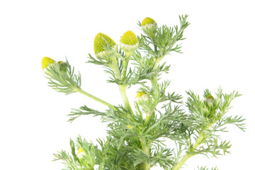 Pineapple weed or wild chamomile (Matricaria discoidea) isolated on white background. Medicinal plant