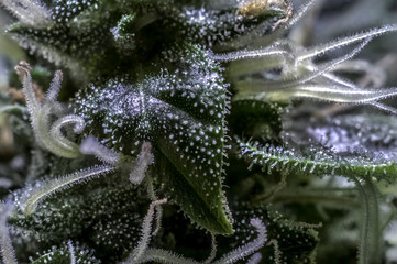 Marihuana Cannabis Macro