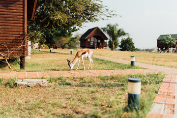 Angolan Antelope