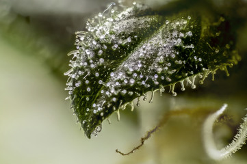Marihuana Cannabis Macro