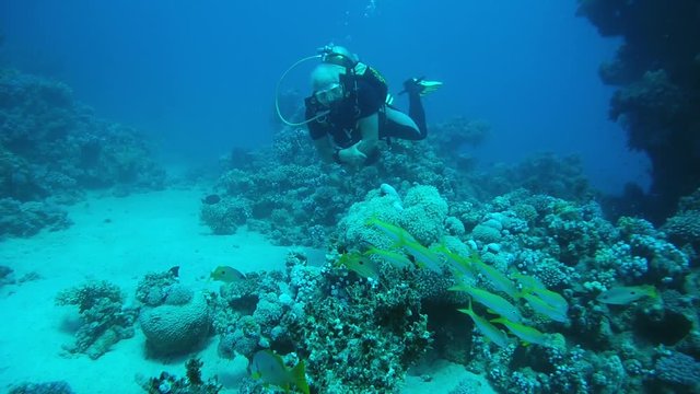 RED SEA, ABU DABAB, MARSA ALAM, EGYPT, AFRICA - JULE 2017: Scuba diver looks at the flock of yellowfin goatfish -Mulloidichthys vanicolensis
