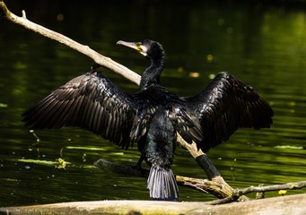 Kormoran steht auf einem Baumstamm