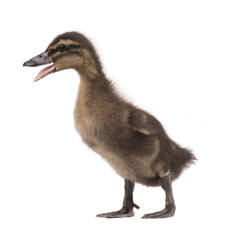 Cute little newborn duckling, isolated on a white background. Portrait of newly hatched duck on a chicken farm.