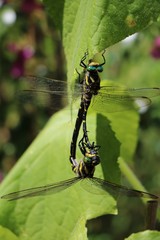 Corduliidae in summer