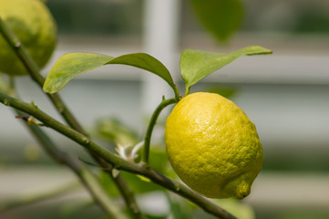 closeup of lemon on a tree