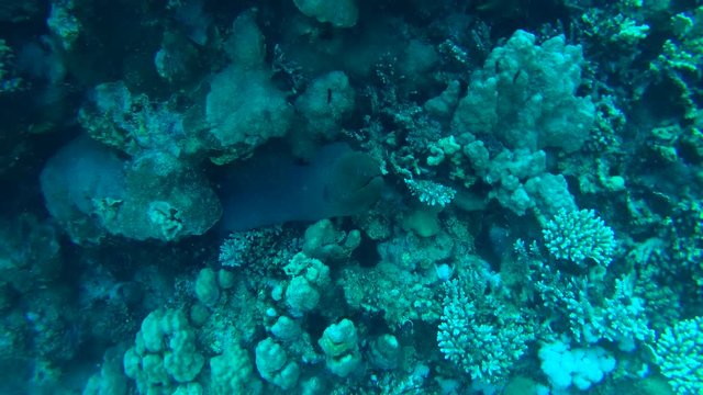 Giant Moray Eel peeking out of a coral reef - Abu Dabab, Marsa Alam, Red Sea, Egypt, Africa

