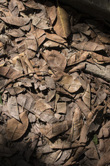 Dry leaf