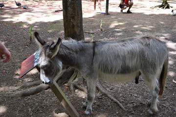 donkey