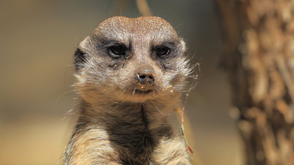 Meerkat closeup