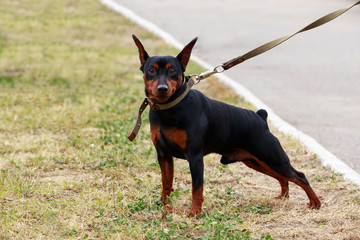 Dog breed Mini pinscher