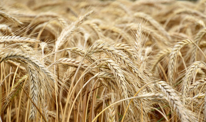 Cereal field, grain before harvesting