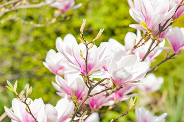magnolie magnolia kwitnąca wiosną