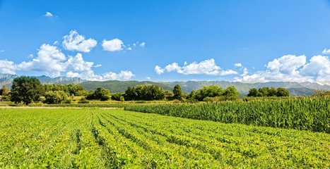 Fototapeta na wymiar Field of soybean. Agricultural landscape.