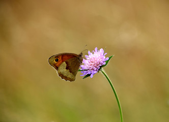 Butterfly on purple wildflower