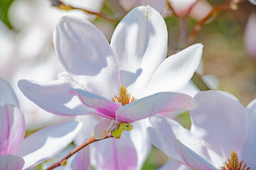 kwitnąca magnolia 