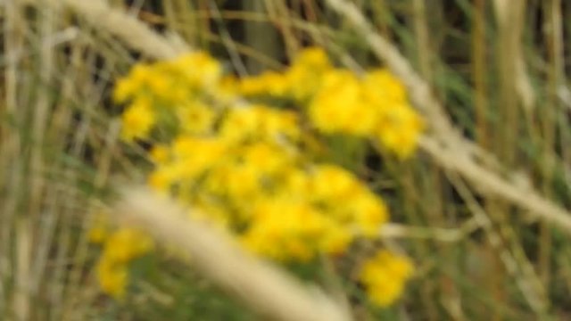 mouche sur une fleur