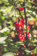 Red currants in the garden