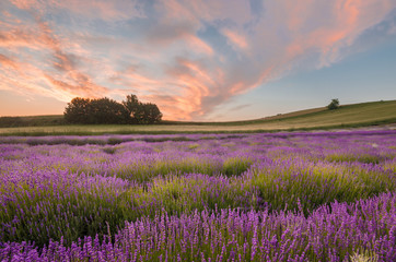 Naklejka premium Blooming lavender fields in Little Poland, beautfiul sunrise