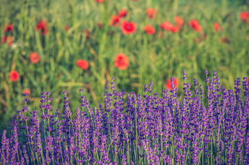 Obraz premium Lavender and red poppies flowers, blooming meadow