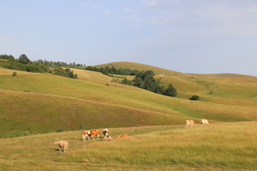 Obraz premium Cows on pasture