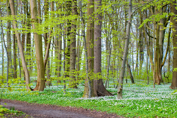 polana drzewa las wiosna © Mariusz_arts